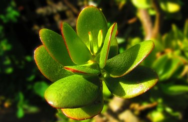 Jade plant leaves
