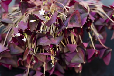 Purple shamrock with closed leaves in low light