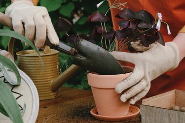 Gardener hands re-potting purple false shamrock plant