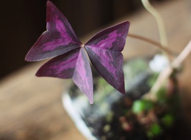 Purple shamrock plant indoors