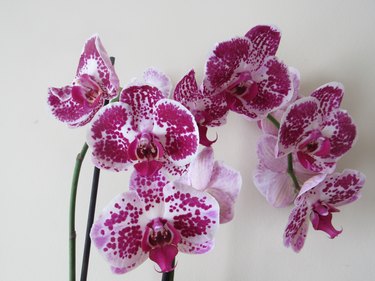 orchids