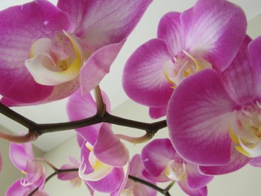 orchids