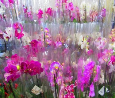 Orchids on display in a shop