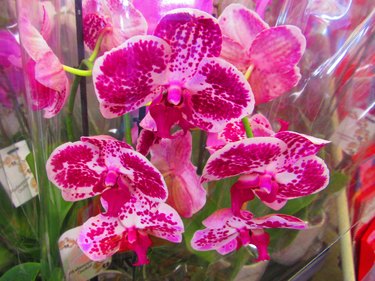 moth orchids