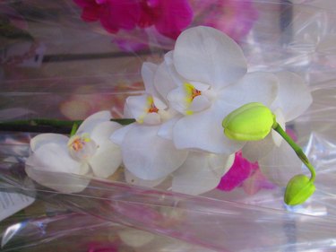 orchids