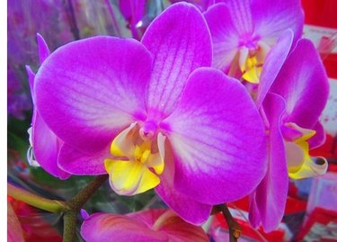 moth orchids