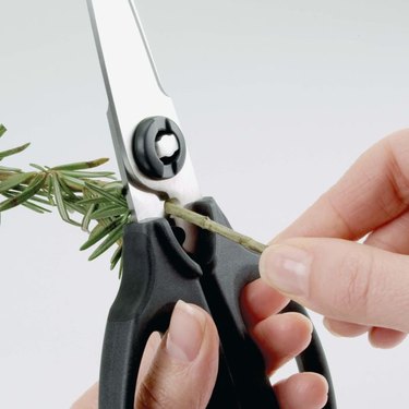 Stripping fresh rosemary with kitchen shears