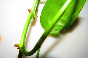 pothos leaf nodes