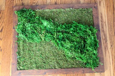 preserved moss