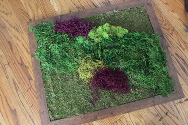 colored moss