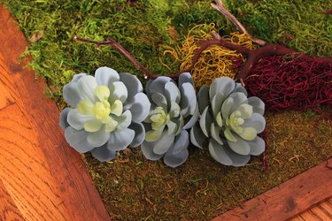 glue succulents