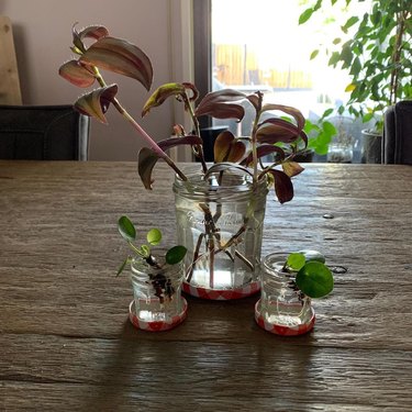 Three jars (two mini and one large) filled with water and green propagated plants