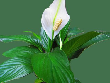 Peace lily flower and leaves