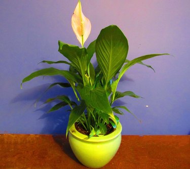 Peace lily houseplant
