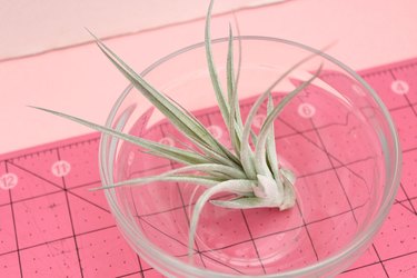 air plant in bowl
