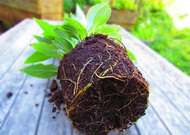 Peace lily root ball