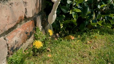 dandelions in a lawn