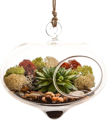 A hanging terrarium utilizes indoor growing space.