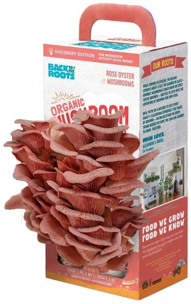 Mushrooms can be grown as and indoor food crop.