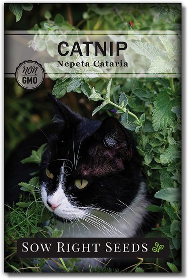 Catnip leaves can also be used to make tea.