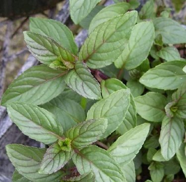 Chocolate mint has lavender flowers.