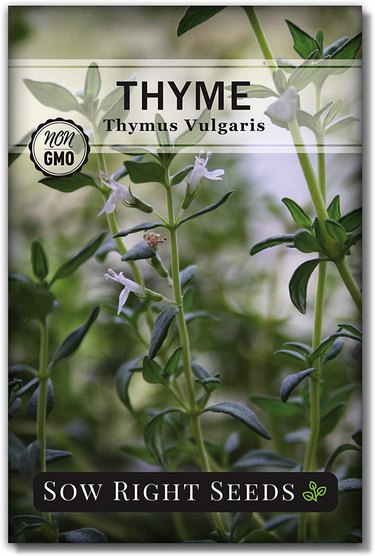 How to Identify Different Types of Thyme