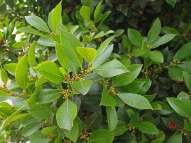 Sweet bay laurel is an evergreen tree.