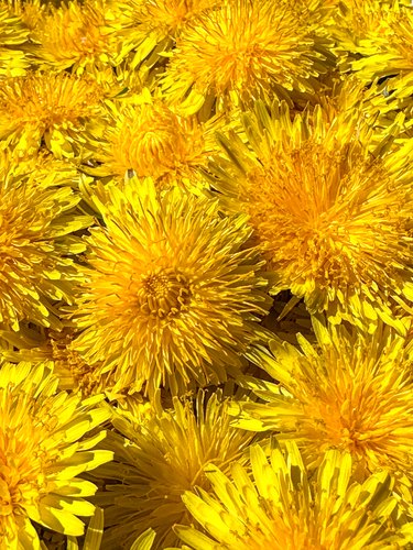 close-up of dandelions