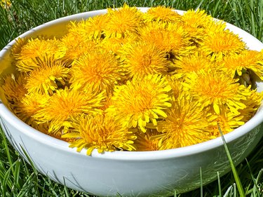white bowl full of fresh dandelion flowers