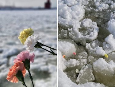 Collage featuring four carnations held up and then three carnations tossed into frozen water