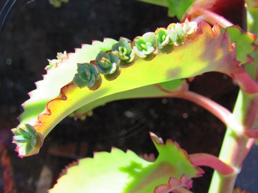 Mother of thousands