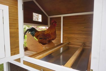 Rooster inside chicken coop