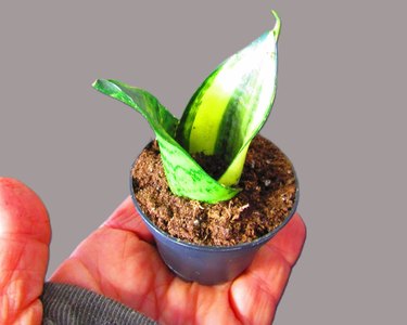 Mini snake plant