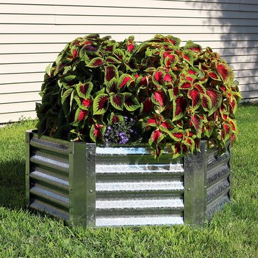 Hexagonal galvanized garden bed, shown on a sunny lawn, planted lavishly with coleus