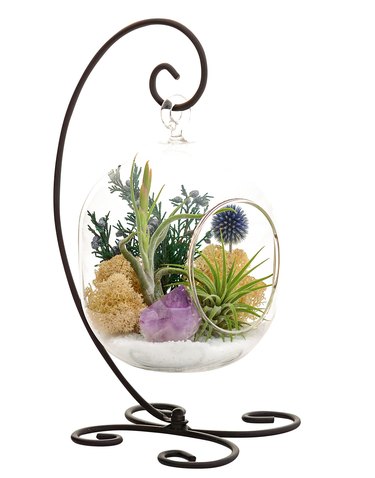 Bliss Gardens Air Plant Terrarium Kit