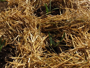 Young plants surrounded by straw mulch.