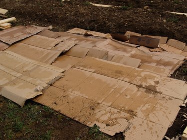 Wet cardboard over bare soil, where a garden bed will be.