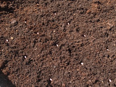 Bean seeds in fresh soil.