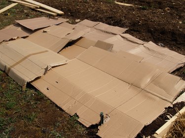 Cardboard laid out on the ground to mark the site of a new garden bed.