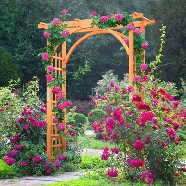 Wood garden trellis with pink flowers growing all over it in a garden with concrete pavers below the arch.