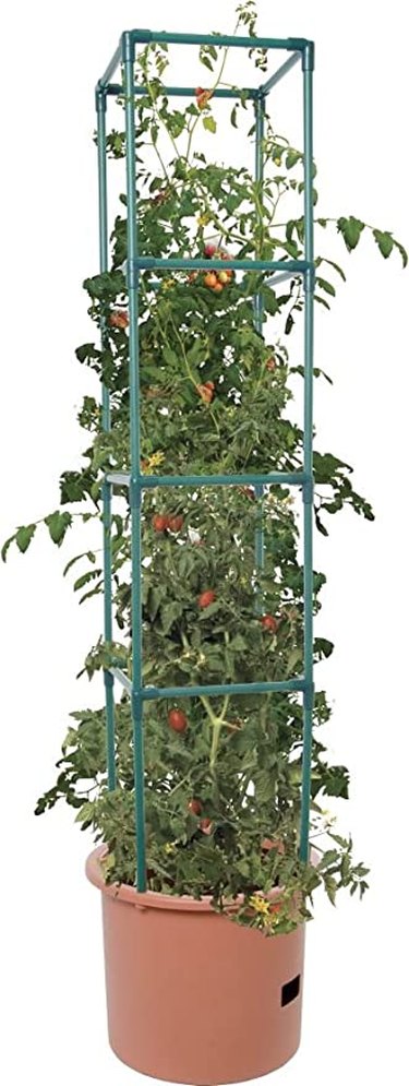 Hydrofarm tomato cage and pot