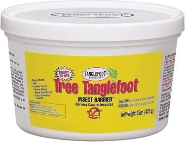 Tree Tanglefoot traps earwigs