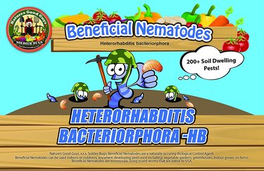 Use beneficial nematodes to kill weevil larvae.