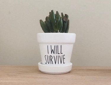 I Will Survive