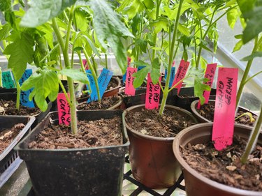 Tomato starts in a greenhouse