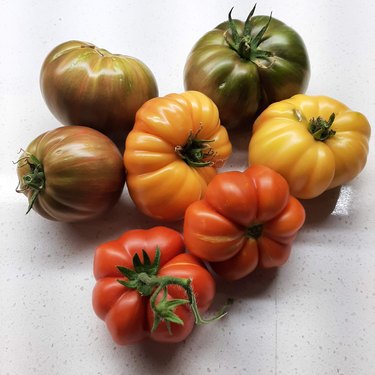 Red, green, and yellow tomatoes of varying sizes on a counter