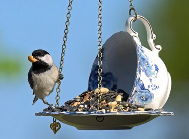 Bird perched on floral teacup feeder