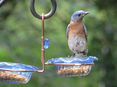 Bluebird sitting on double bluebird feeder