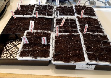 Tomato seeds planted in six-packs.