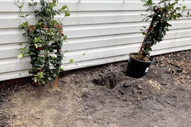 Planting two star jasmine plants into the ground below the trellis